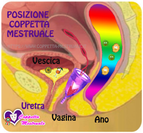 posizione coppetta e pipi